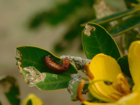 Cassia corymbosa / Rama negra e insecto