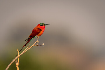 Southern carmine bee-eater with catchlight in profile