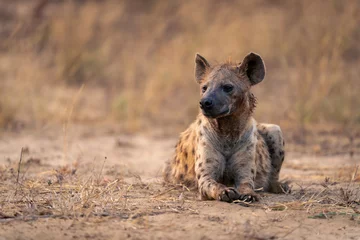 Tuinposter Spotted hyena lies on sand turning head © Nick Dale