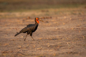 Southern ground hornbill walks across bare ground