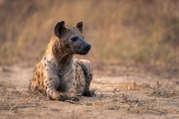 Spotted hyena lies turning head on sand