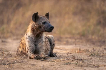 Fototapeten Spotted hyena lies turning head on sand © Nick Dale