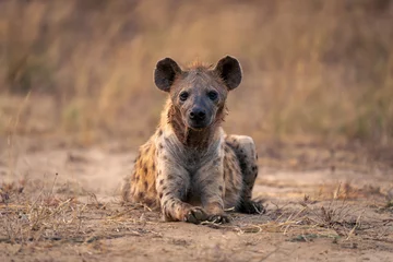 Photo sur Plexiglas Hyène Spotted hyena lies facing camera on sand
