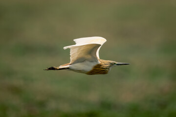 Squacco heron flies over grass in sunshine