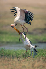 Fototapeta premium Two yellow-billed storks fight on sunny riverbank
