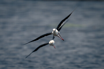 Two black-winged stilts cross river towards camera