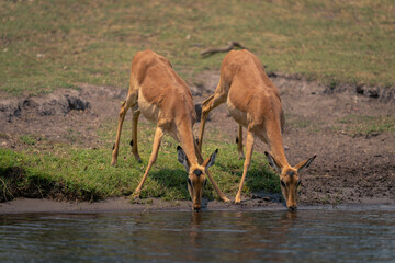 Two female common impala drink from river