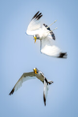 Two white-crowned lapwings fly towards each other