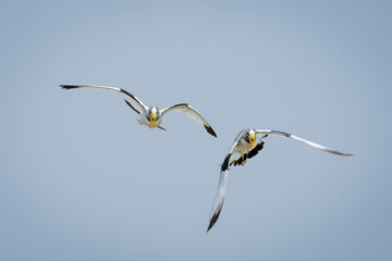 Fototapeta premium Two white-crowned lapwings fly in blue sky