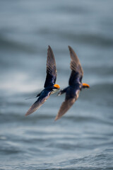 Two wire-tailed swallows fly with matching wings