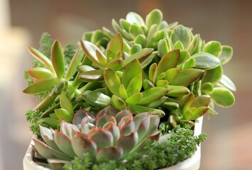 Leaves of different succulents on a blurry background
