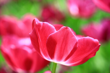 blooming red Tulip flowers with green leaves,close-up of red Tulip flowers blooming in the garden