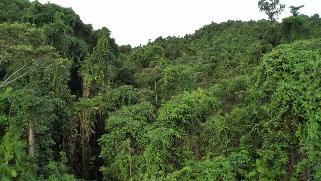 Aerial footage of Nyleeta Creek Queensland Australia