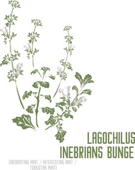 Inebriating mint, Intoxicating mint, Turkistan mint in color vector silhouette. Set of Medicinal Lagochilus inebrians Bunge plant in color image for pharmaceuticals. Medicinal herbs color drawing