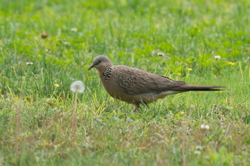 Birds: spotted dove (Spilopelia chinensis) 