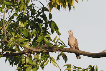 Birds: Oriental turtle doves (Streptopelia orientalis) 