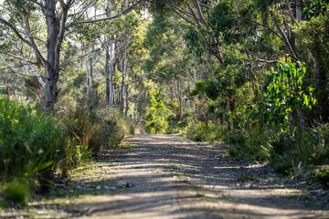bush trail in the forest, sandy off road track in australia in the outback
