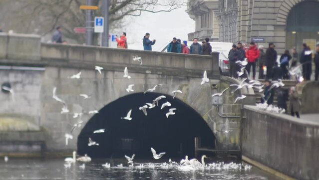V&ouml;gel und Turisten Zeitlupe