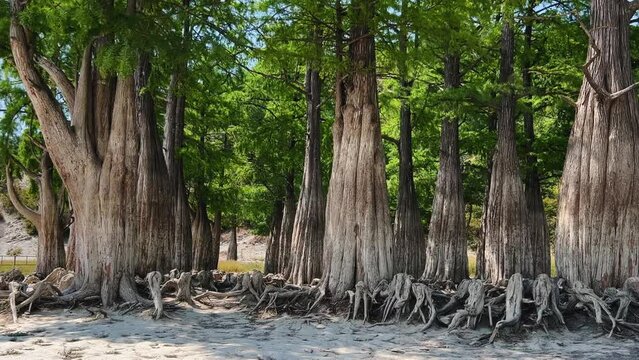 Panoramic shot of a cypress grove on Lake Sukko on a sunny summer day. Swamp cypresses. North American deciduous-coniferous tree. The taxodium is two-row. Krasnodar Territory, Black Sea, Russia 2023