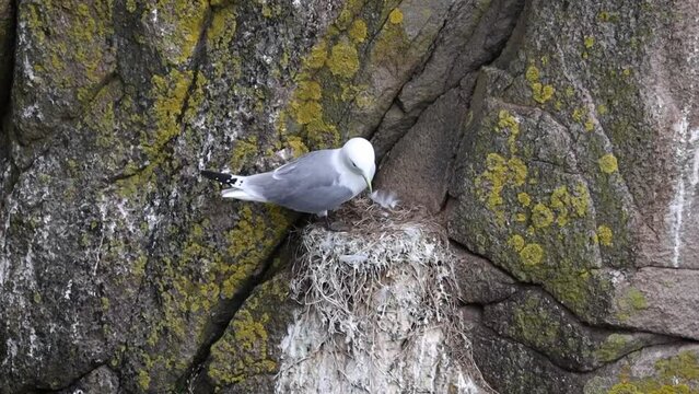 Lonely Seagull Crying Out from Nest, Ireland