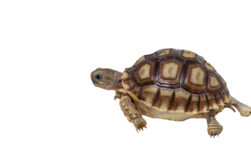 turtle isolated on png background