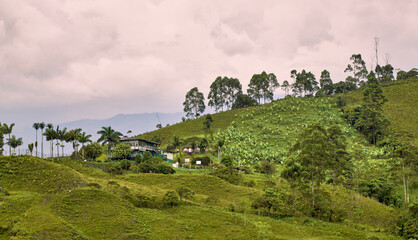 Cattle in the Mountains: Landscapes of Santa Rosa, Risaralda
