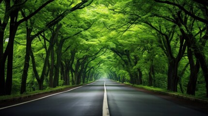 Obraz premium road in the forest