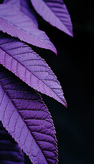 Purple palm leaves in a dark jungle setting, capturing the mysterious allure of nature