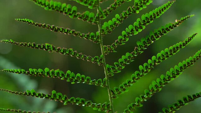 Small sporangia black dots on the back of fern leaves