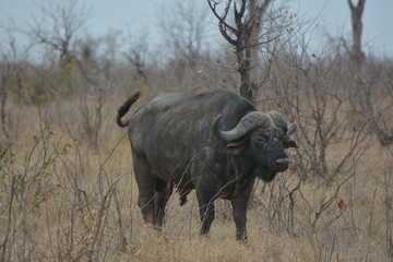 Obraz premium African buffalo staring undistributed at visitors in the Kruger National Park South Africa.