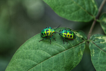 Jewel Bugs sitting face to face on a green leaf  - obrazy, fototapety, plakaty
