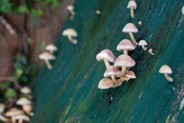 Tiny mushrooms growing on a green background. White small mushrooms cluster