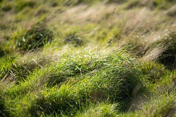 beautiful green field with lush green pasture growing on a farm in spring