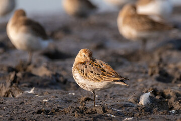 Shorebird sleeping at sunrise