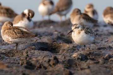 Group of seashore birds at the sunrise