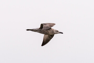 seagull in flight close up