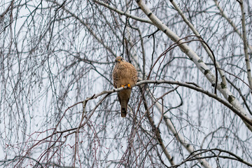 Common kestrel on a tree