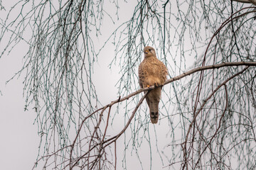 Common kestrel on a tree