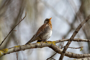The fieldfare (Turdus pilaris) close-up portrait