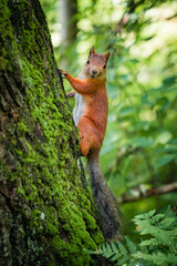 A cute squirrel sitting on a tree in Seurasaari, Helsinki, Finland