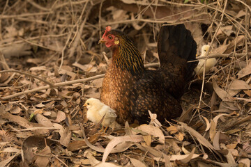 Mama gallina con pollitos caminando libres entre ramas
