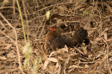 Mama gallina con pollitos caminando libres entre ramas
