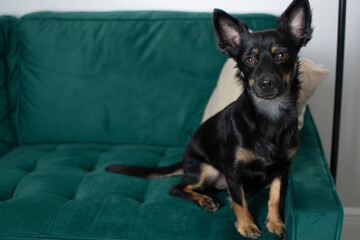 Black dog chihuahua sitting on a green velvet couch