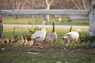 Obraz premium Gansos caminando libres por granja con gansos bebes maternidad familia