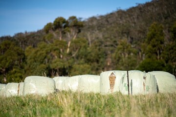 silage bales in a field on a farm in spring