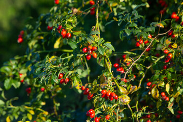 ripe rose hips outdoors in late summer
