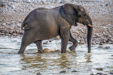 A view of an elephant playing in a waterhole in the Etosha National Park in Namibia in the dry season