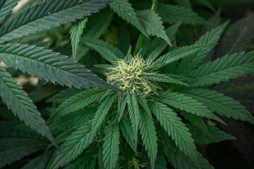 head of a cannabis plant