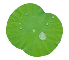 Drop rain on green leave,PNG