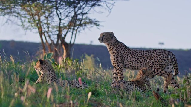 Long lens of three cheetahs (Acinonyx jubatus) resting on grass, scanning the surroundings during the evening in Africa.